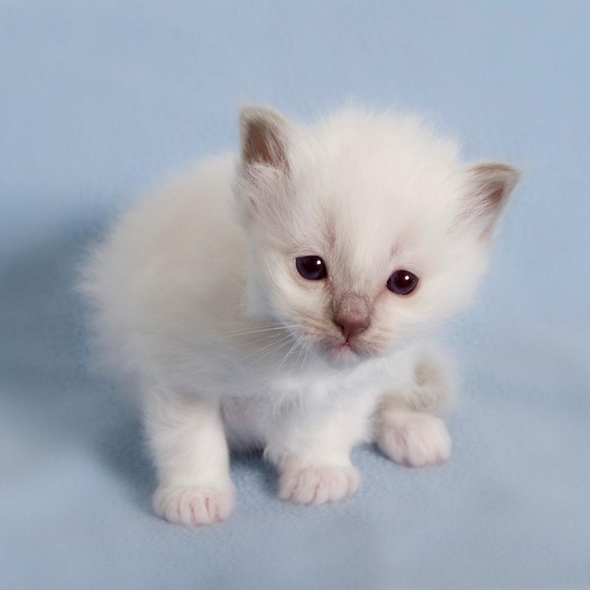 Hellig Birma Shonto's A Cloud of Mystery billede 3