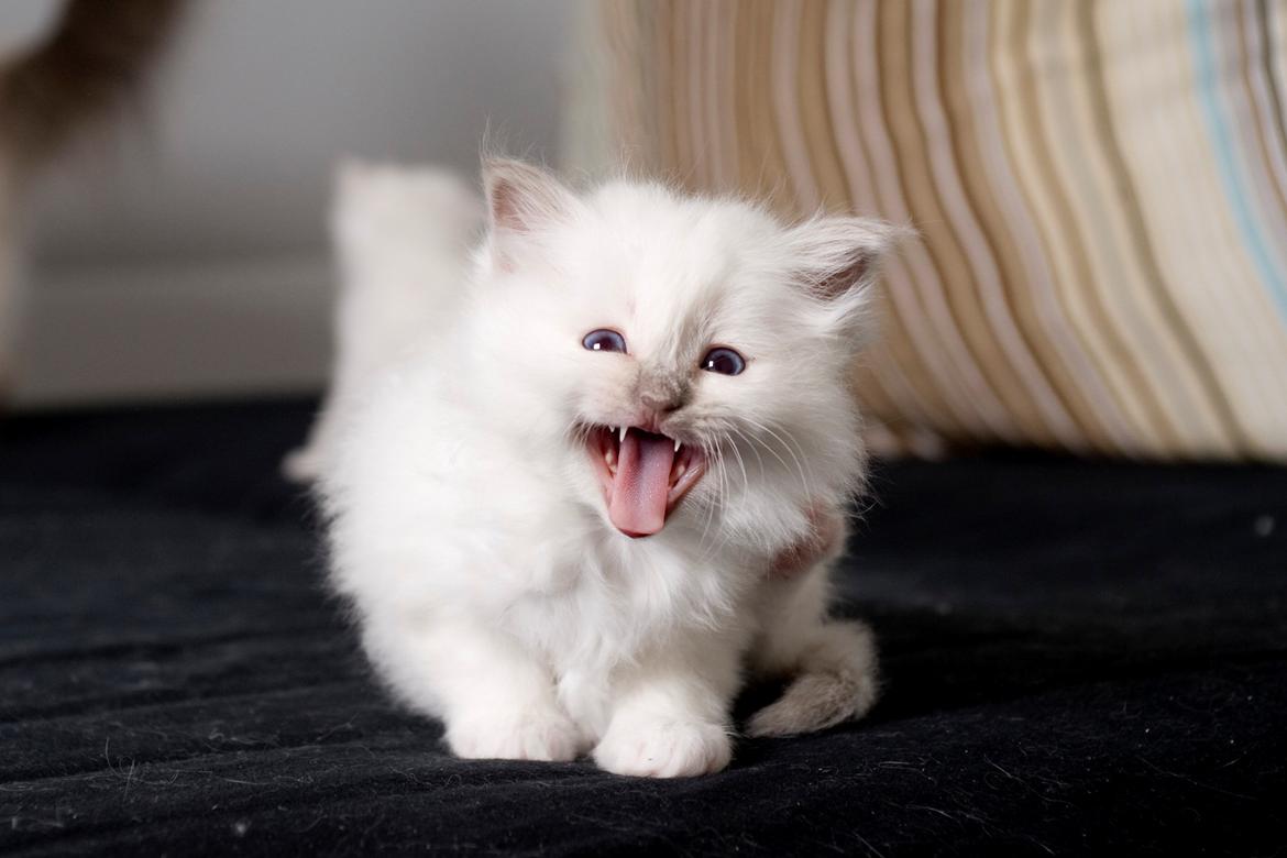 Hellig Birma Shonto's A Cloud of Mystery billede 4