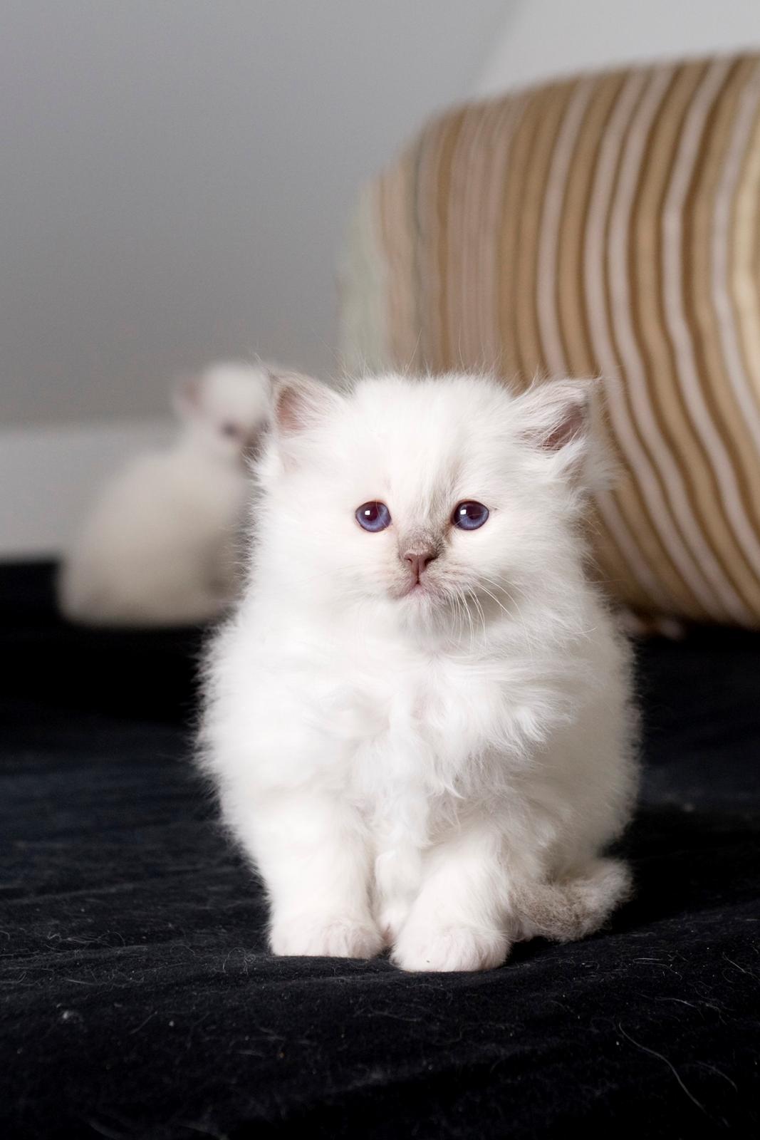 Hellig Birma Shonto's A Cloud of Mystery billede 5