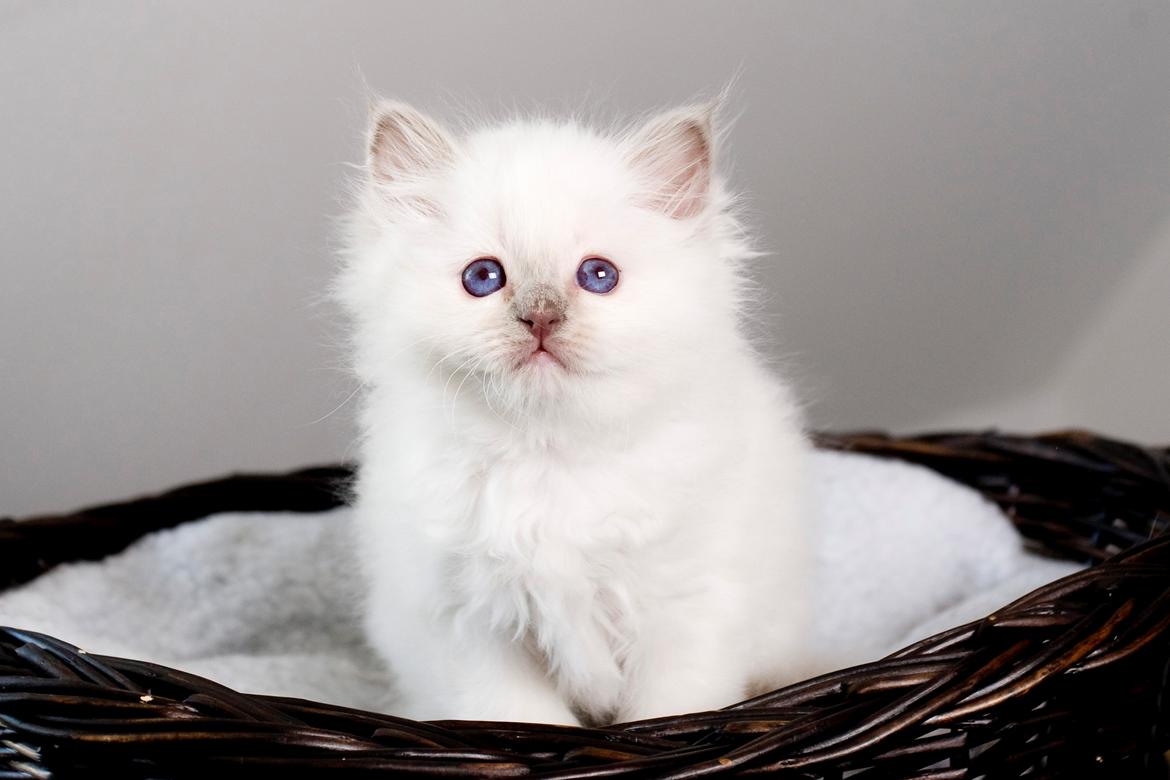 Hellig Birma Shonto's A Cloud of Mystery billede 6