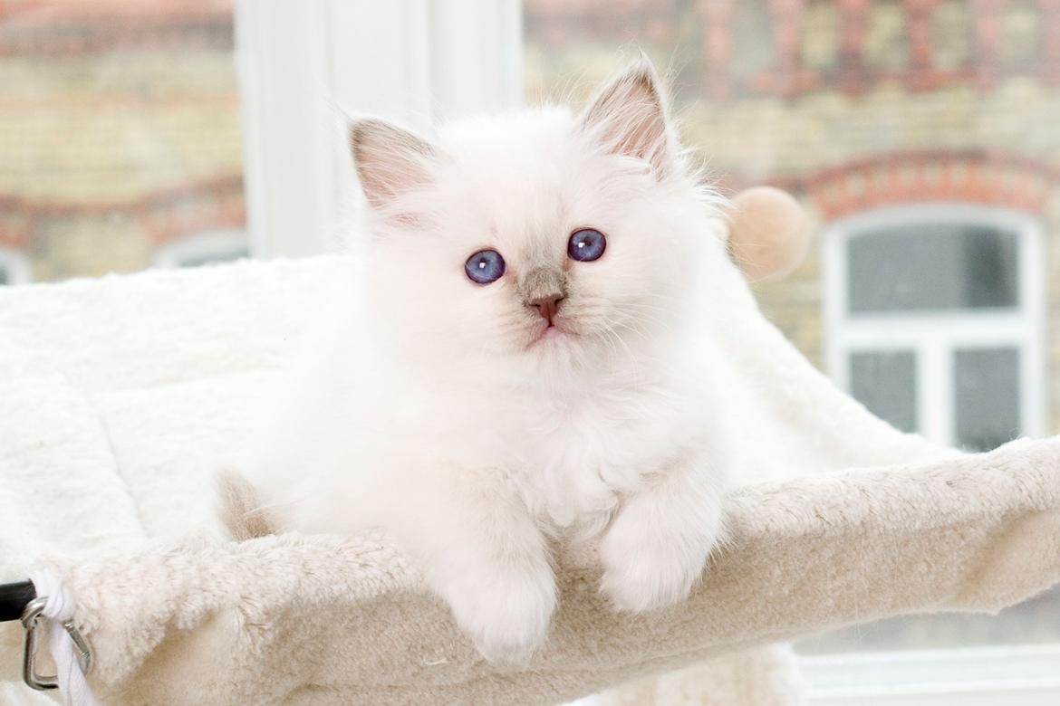 Hellig Birma Shonto's A Cloud of Mystery billede 7