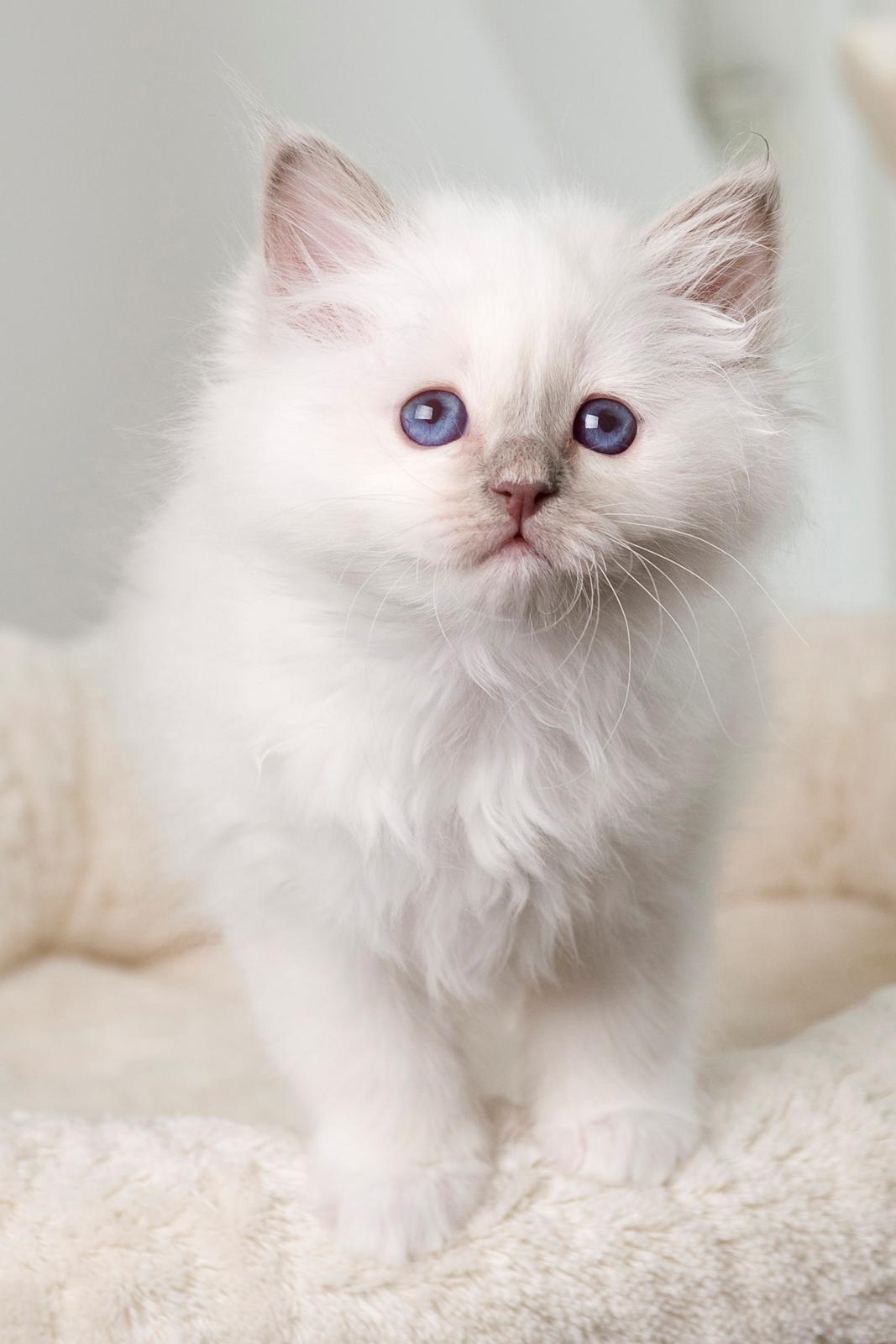 Hellig Birma Shonto's A Cloud of Mystery billede 8