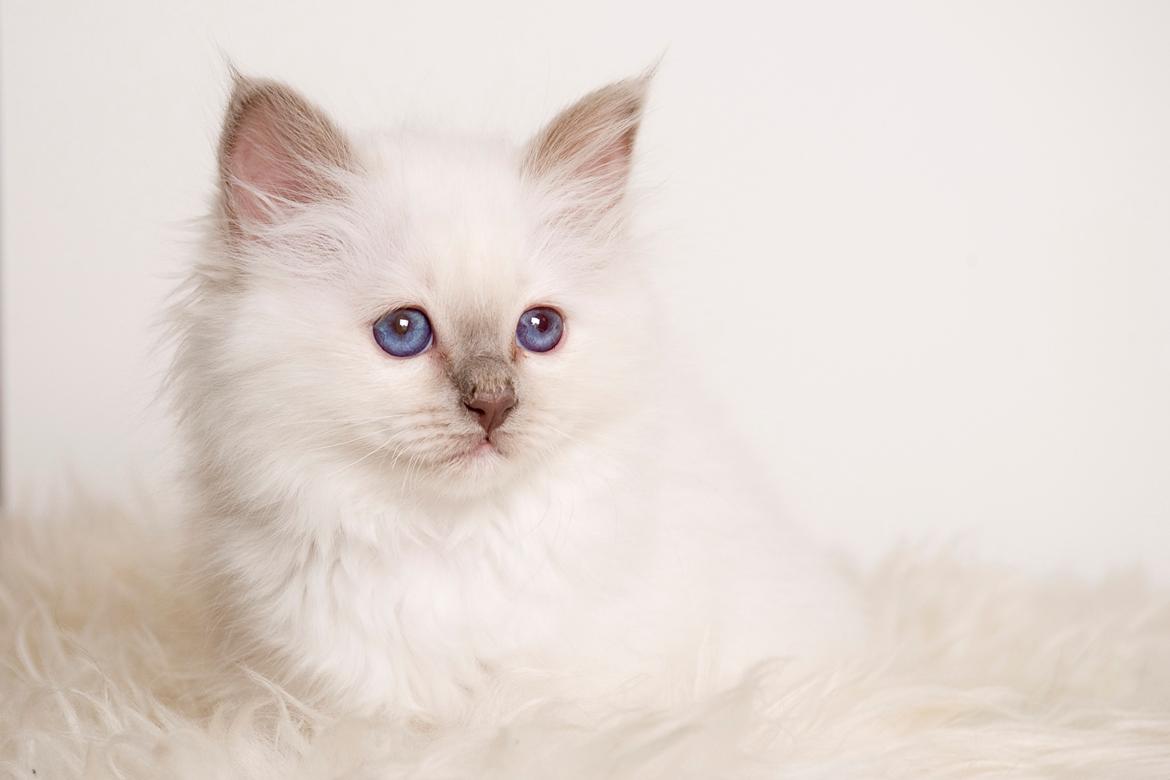 Hellig Birma Shonto's A Cloud of Mystery billede 9