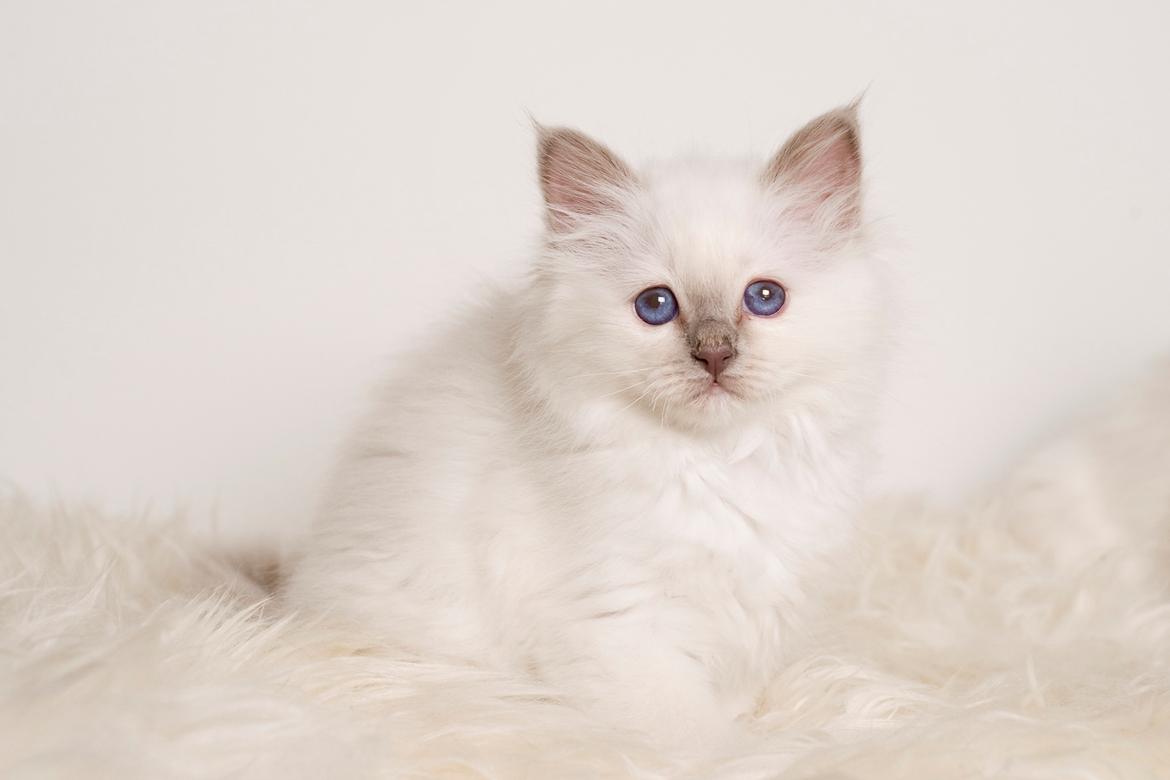 Hellig Birma Shonto's A Cloud of Mystery billede 1