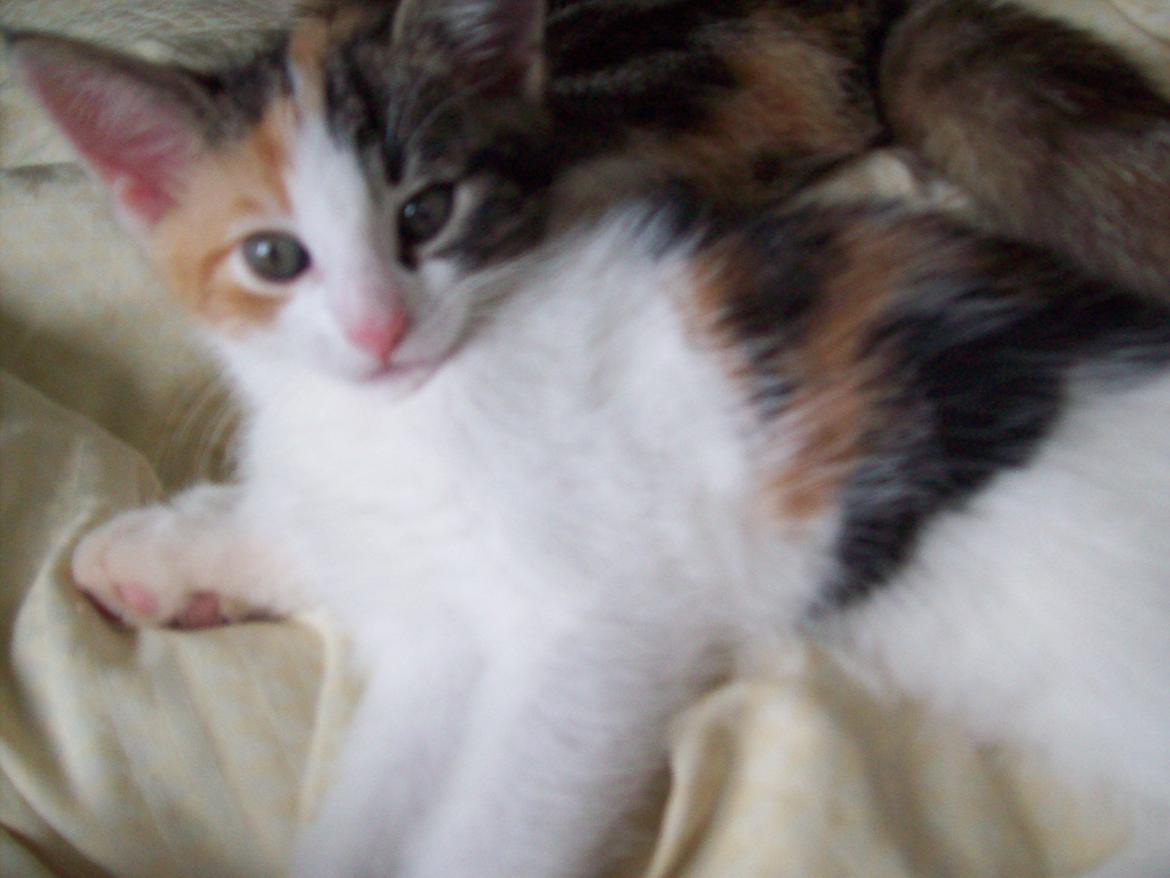 Blanding af racer Blue billede 1