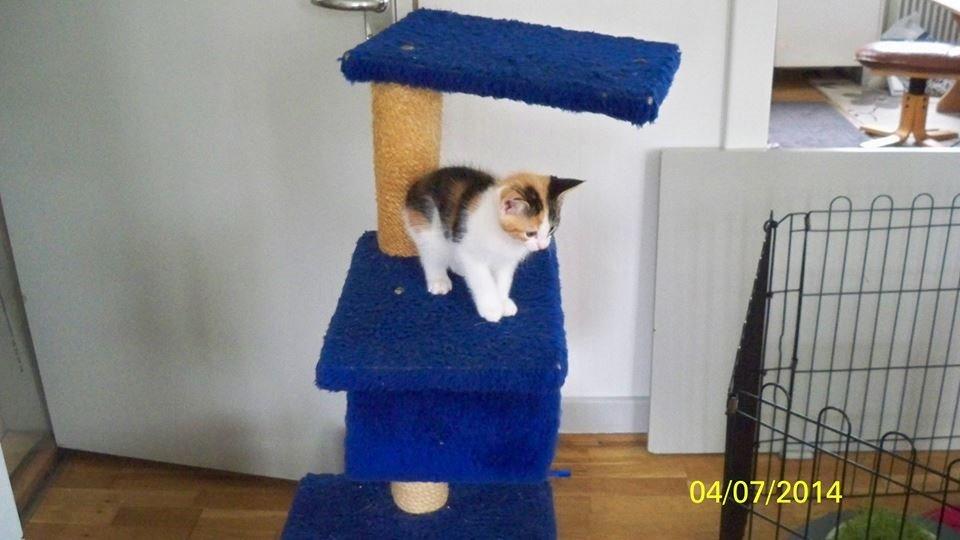 Blanding af racer Blue billede 3