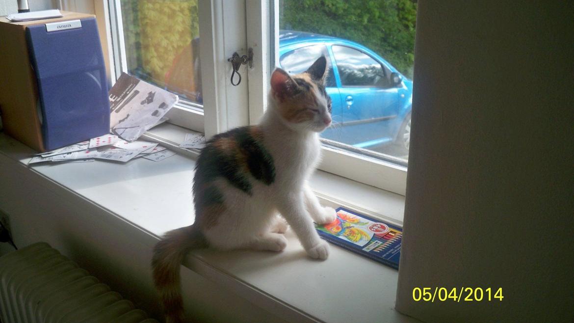 Blanding af racer Blue billede 4