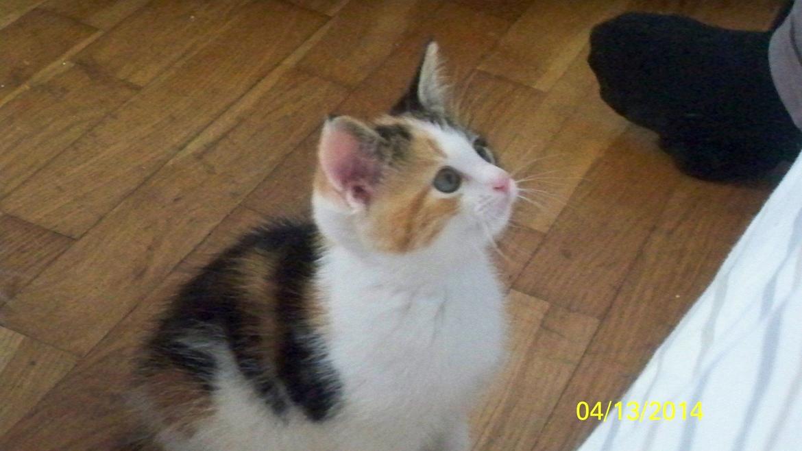 Blanding af racer Blue billede 5