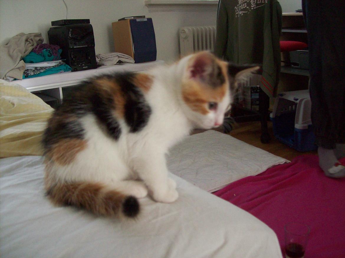 Blanding af racer Blue billede 2