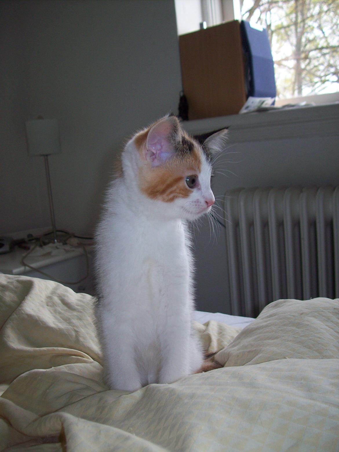 Blanding af racer Blue billede 6