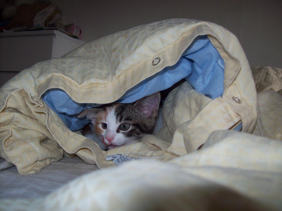 Blanding af racer Blue billede 8