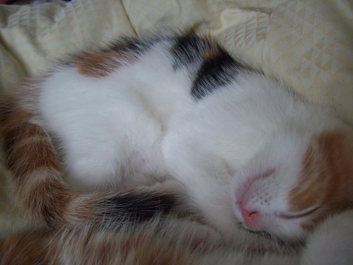 Blanding af racer Blue billede 9