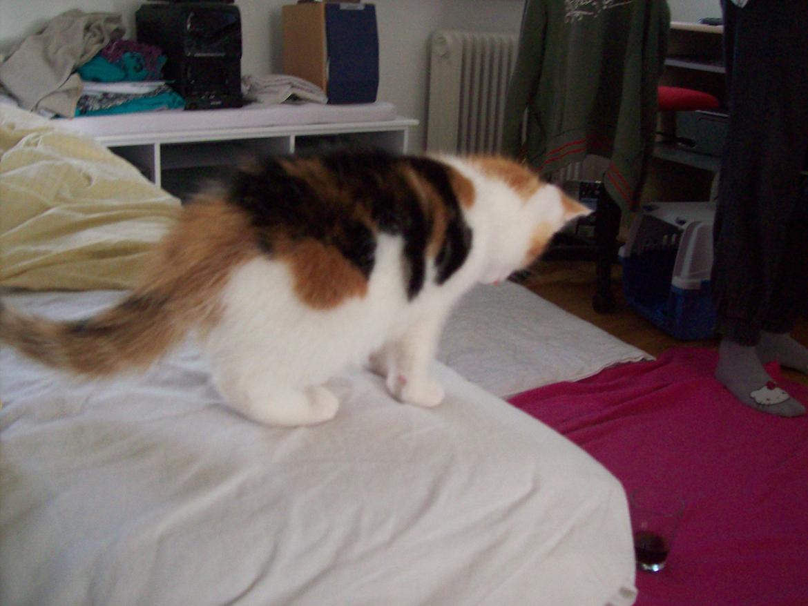 Blanding af racer Blue billede 10