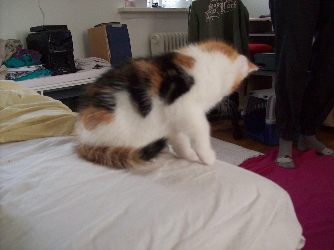 Blanding af racer Blue billede 11