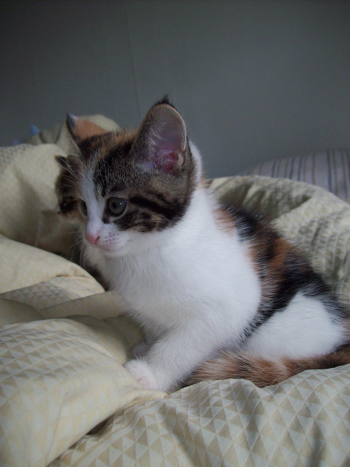 Blanding af racer Blue billede 7