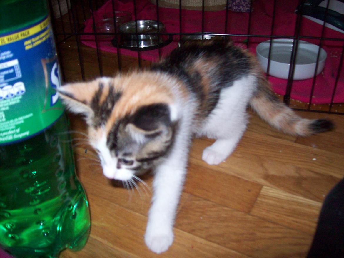 Blanding af racer Blue billede 12