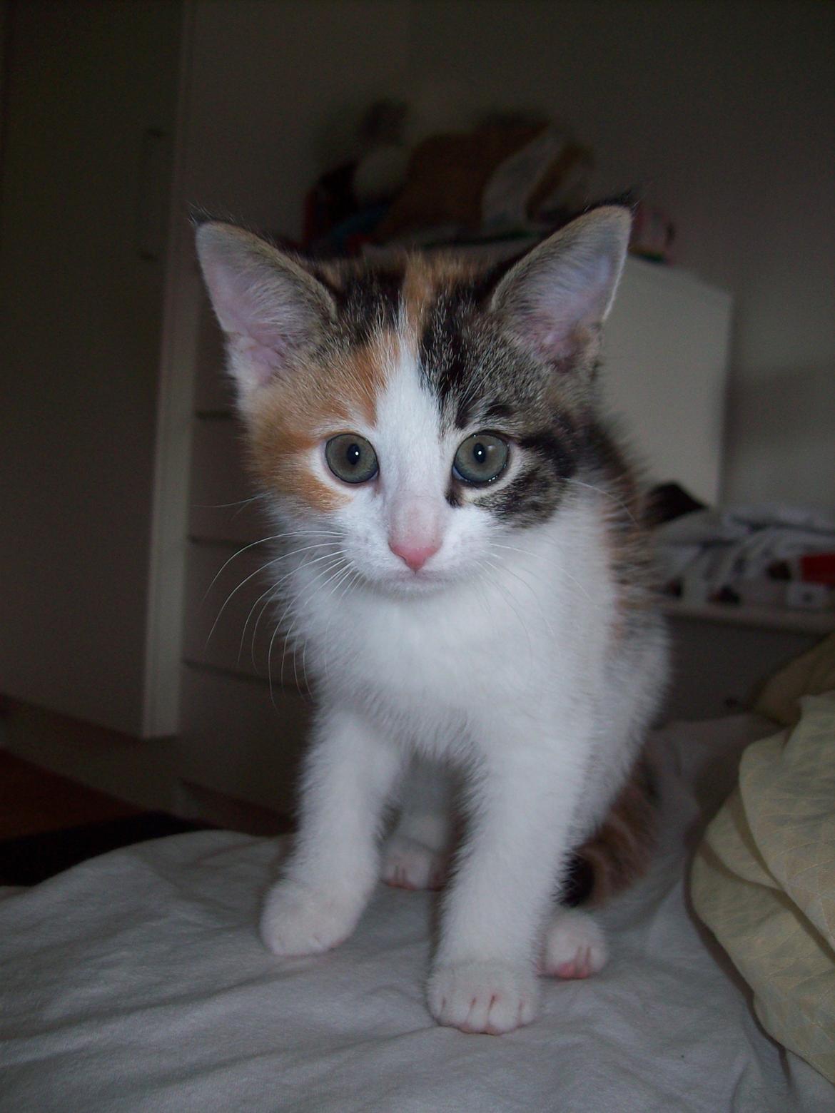 Blanding af racer Blue billede 13