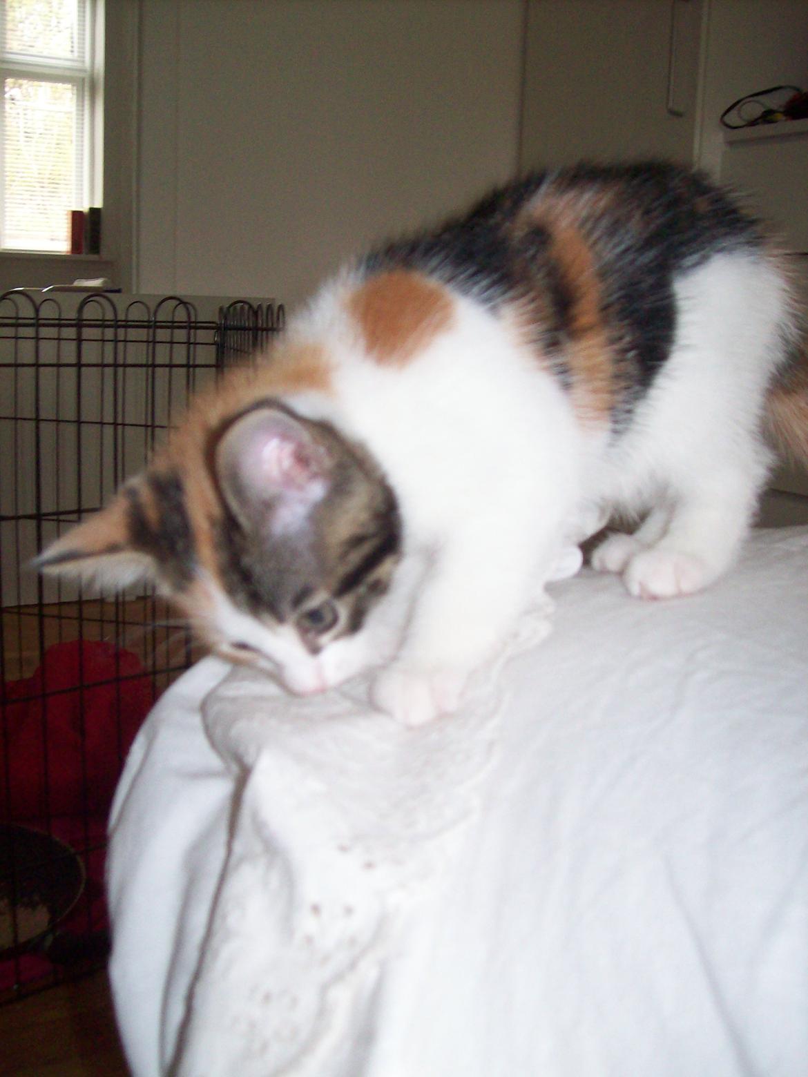 Blanding af racer Blue billede 14