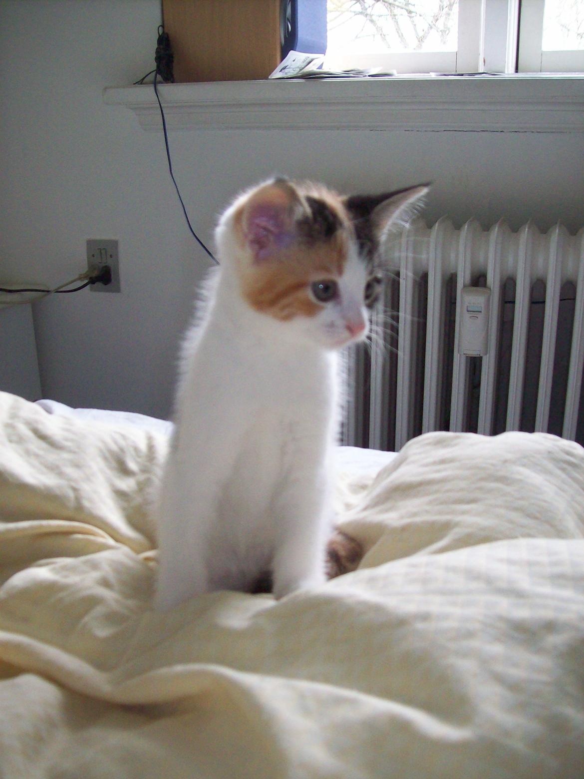 Blanding af racer Blue billede 16