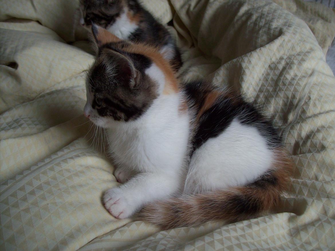 Blanding af racer Blue billede 17