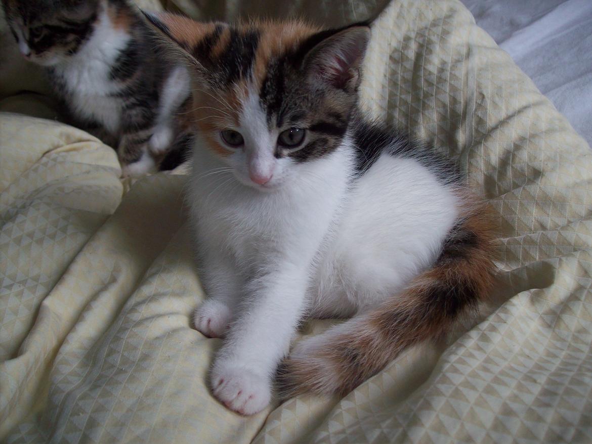 Blanding af racer Blue billede 18