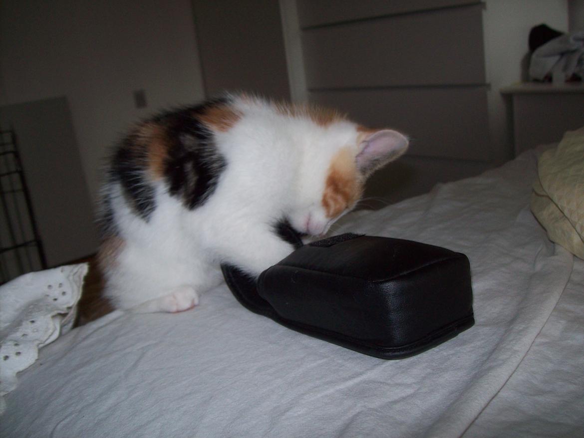 Blanding af racer Blue billede 15