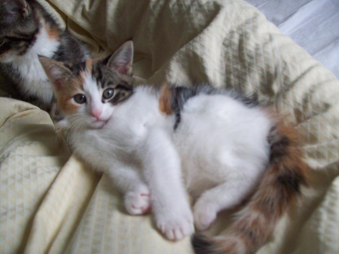 Blanding af racer Blue billede 20