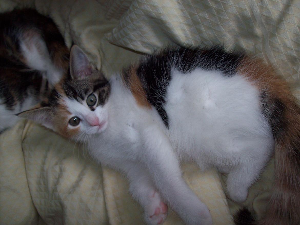 Blanding af racer Blue billede 21