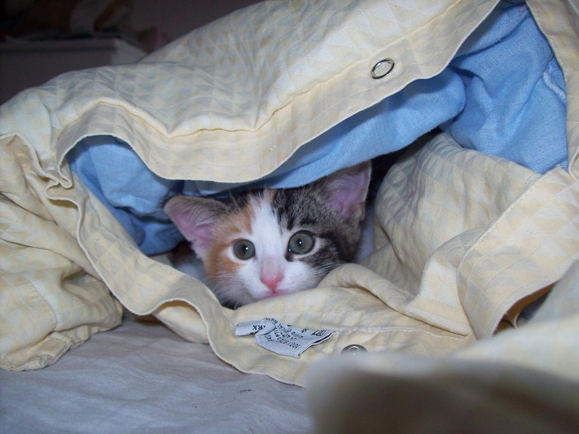 Blanding af racer Blue billede 22