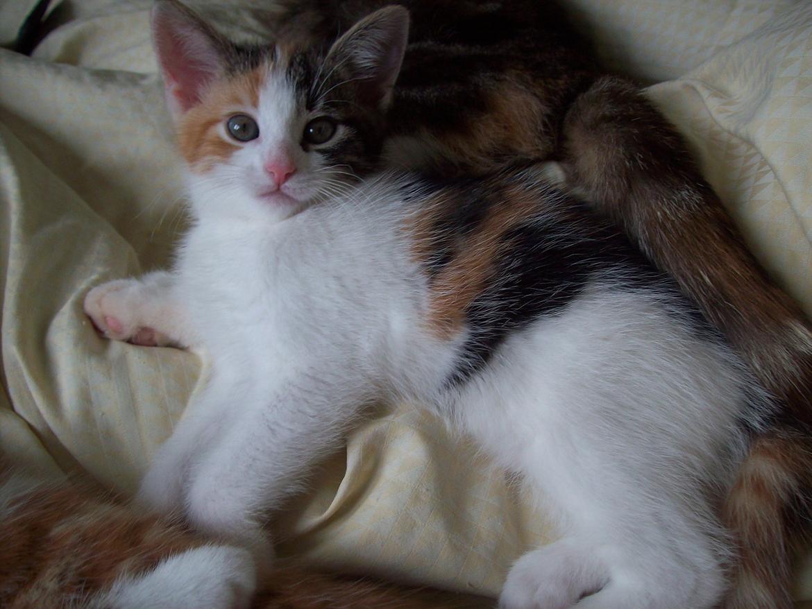 Blanding af racer Blue billede 23