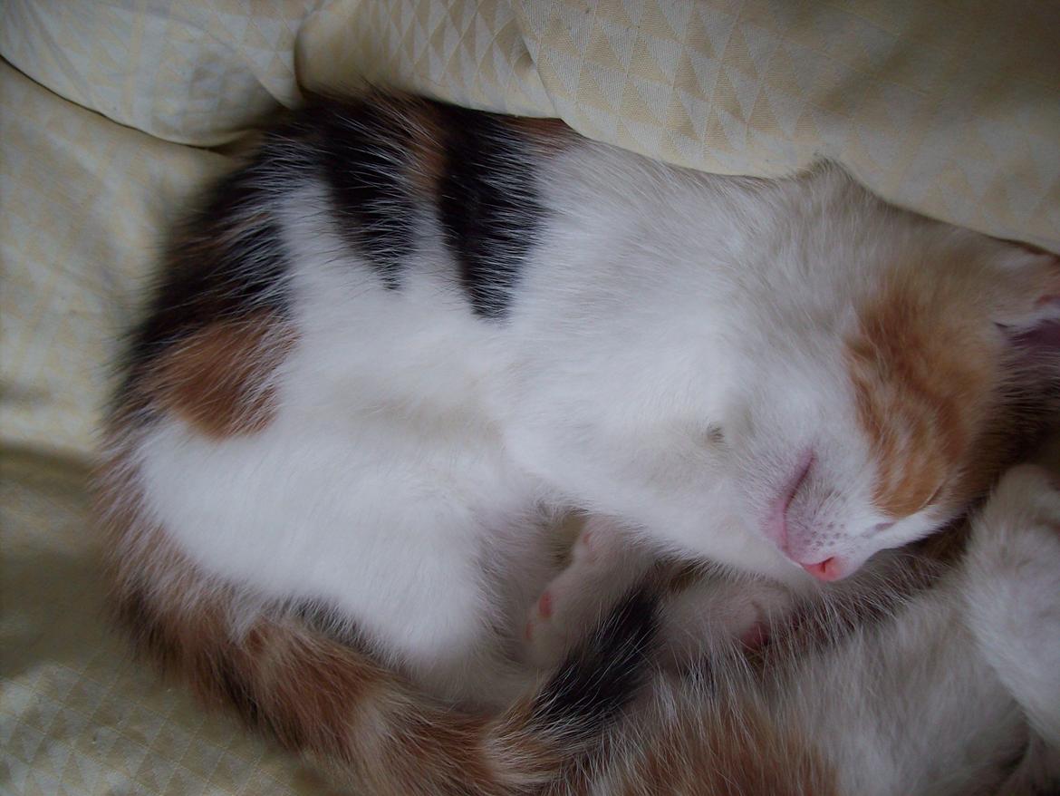 Blanding af racer Blue billede 24