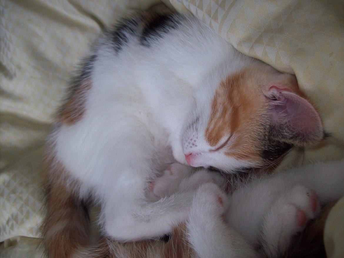 Blanding af racer Blue billede 25