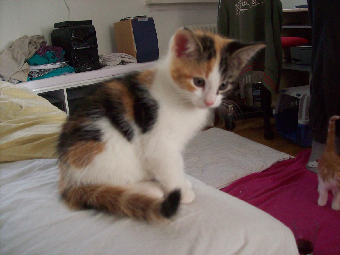 Blanding af racer Blue billede 26