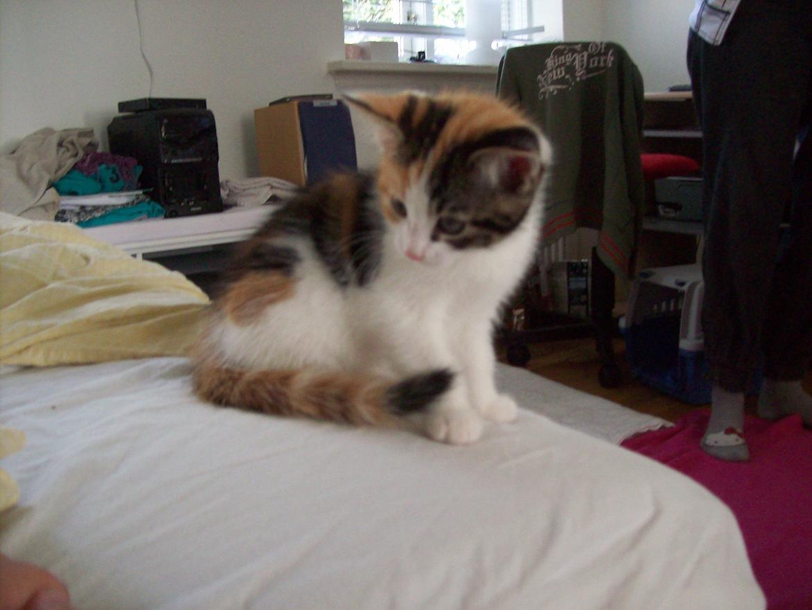 Blanding af racer Blue billede 27