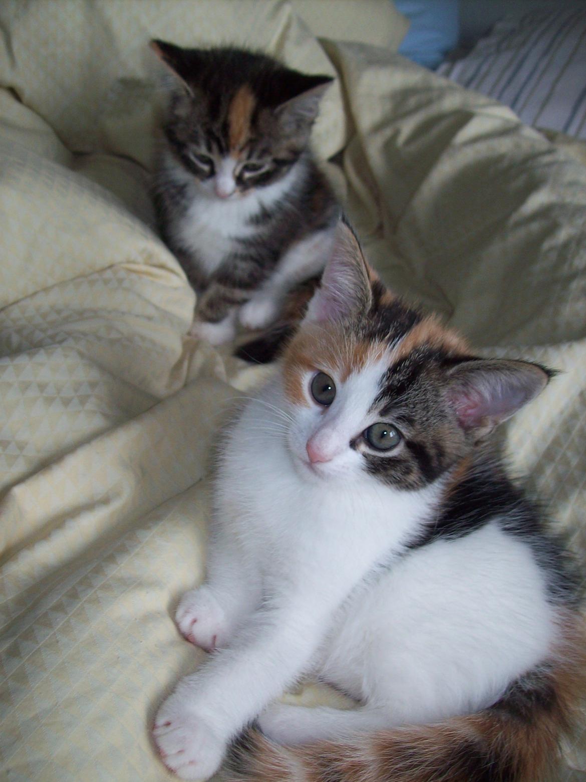 Blanding af racer Blue billede 19