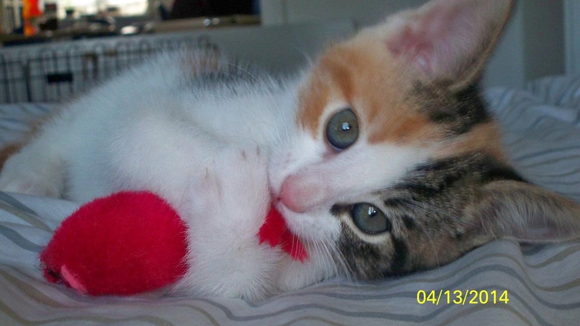 Blanding af racer Blue billede 29