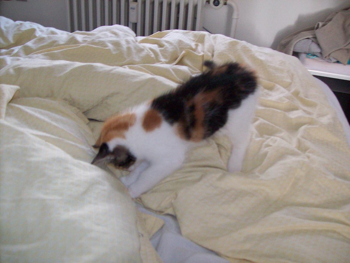 Blanding af racer Blue billede 28