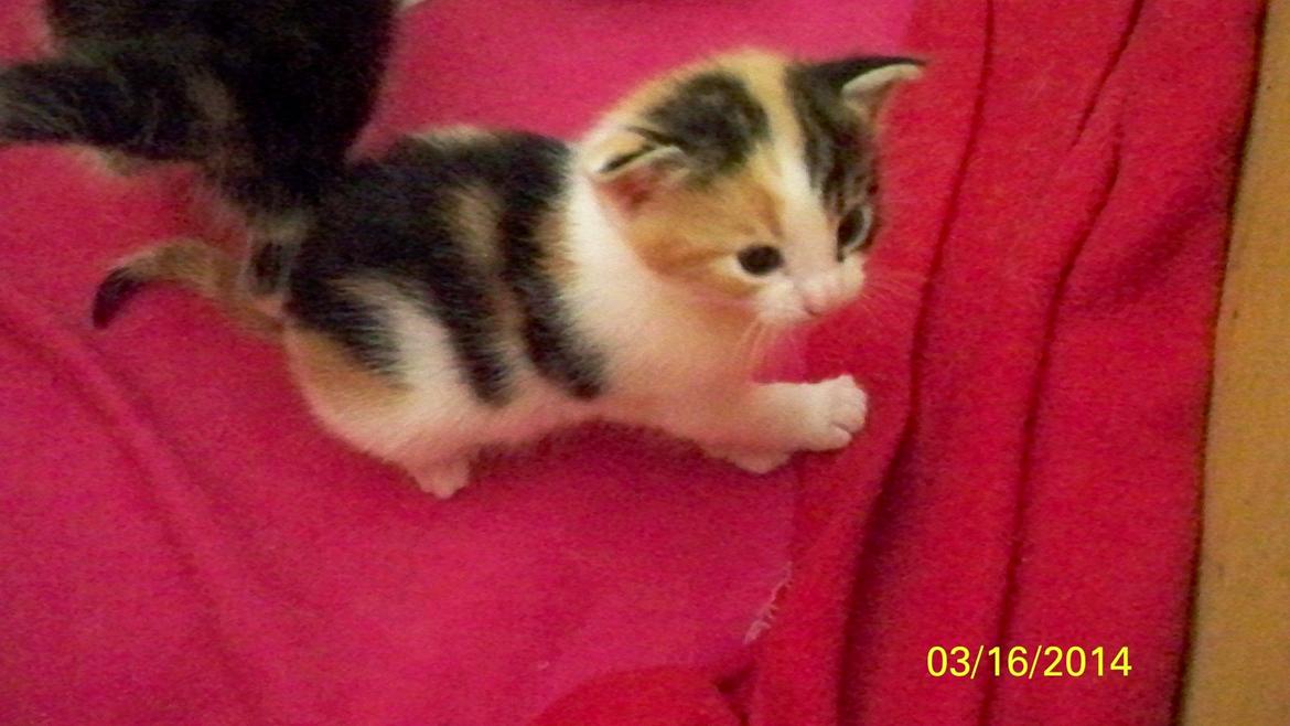 Blanding af racer Blue billede 31