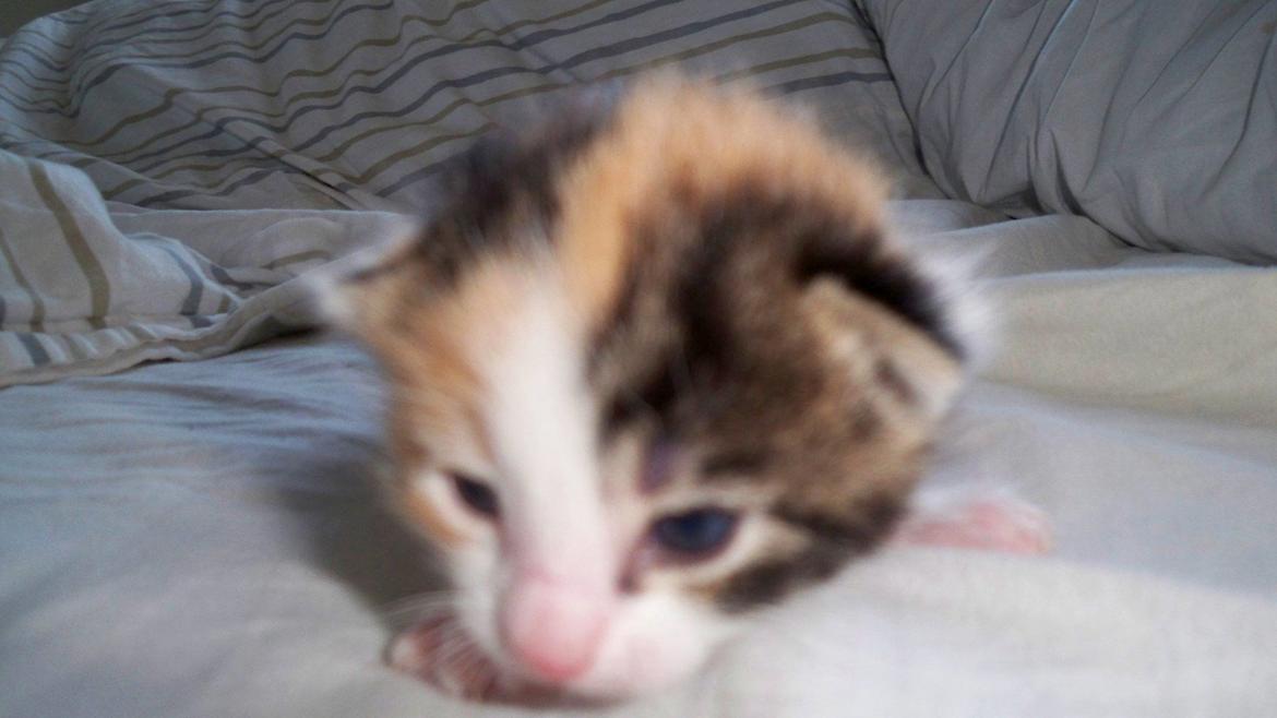 Blanding af racer Blue billede 30