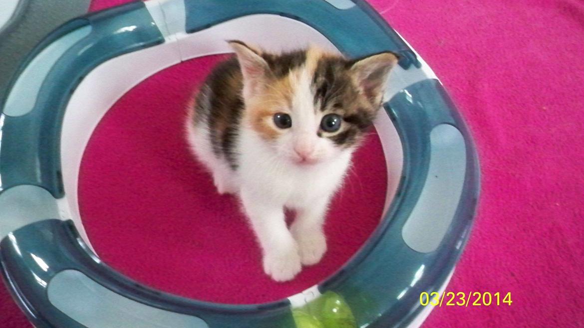 Blanding af racer Blue billede 33