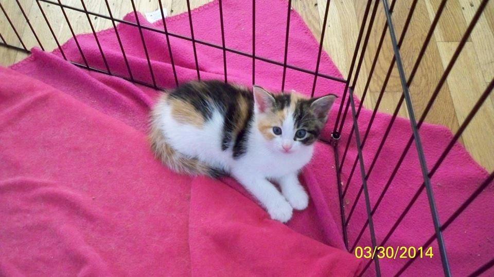 Blanding af racer Blue billede 34