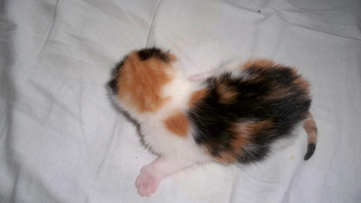 Blanding af racer Blue billede 35