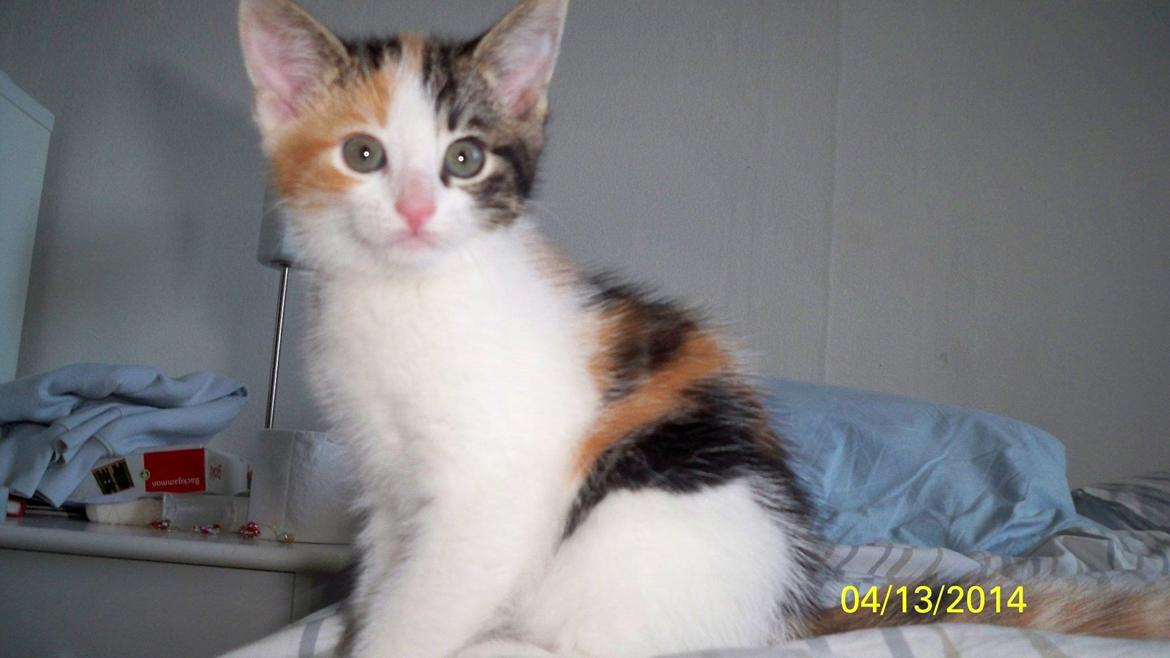 Blanding af racer Blue billede 36