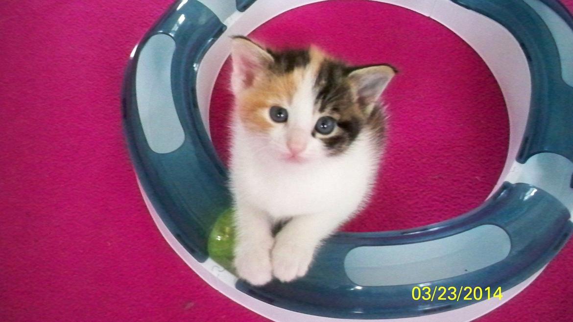 Blanding af racer Blue billede 37