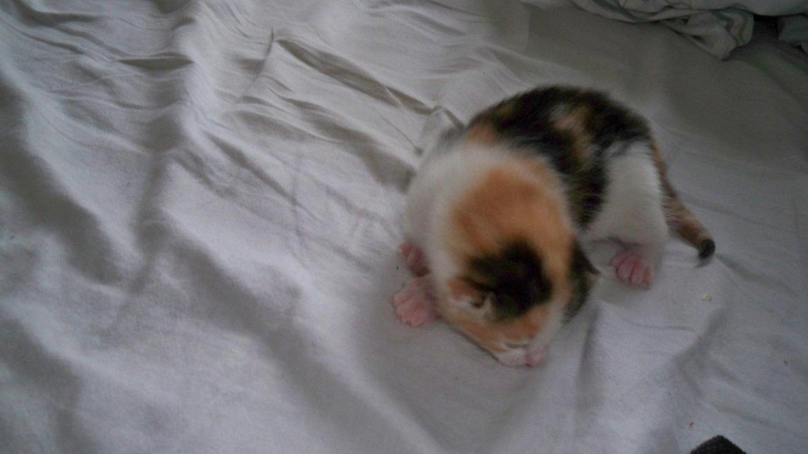 Blanding af racer Blue billede 39