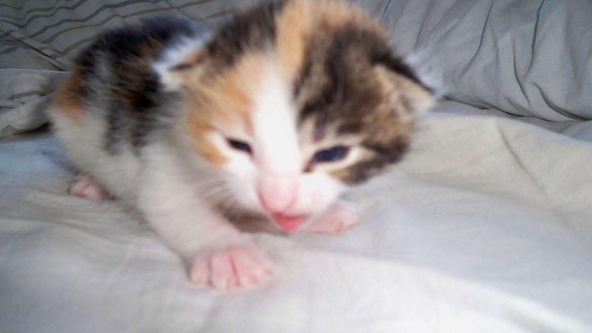 Blanding af racer Blue billede 40