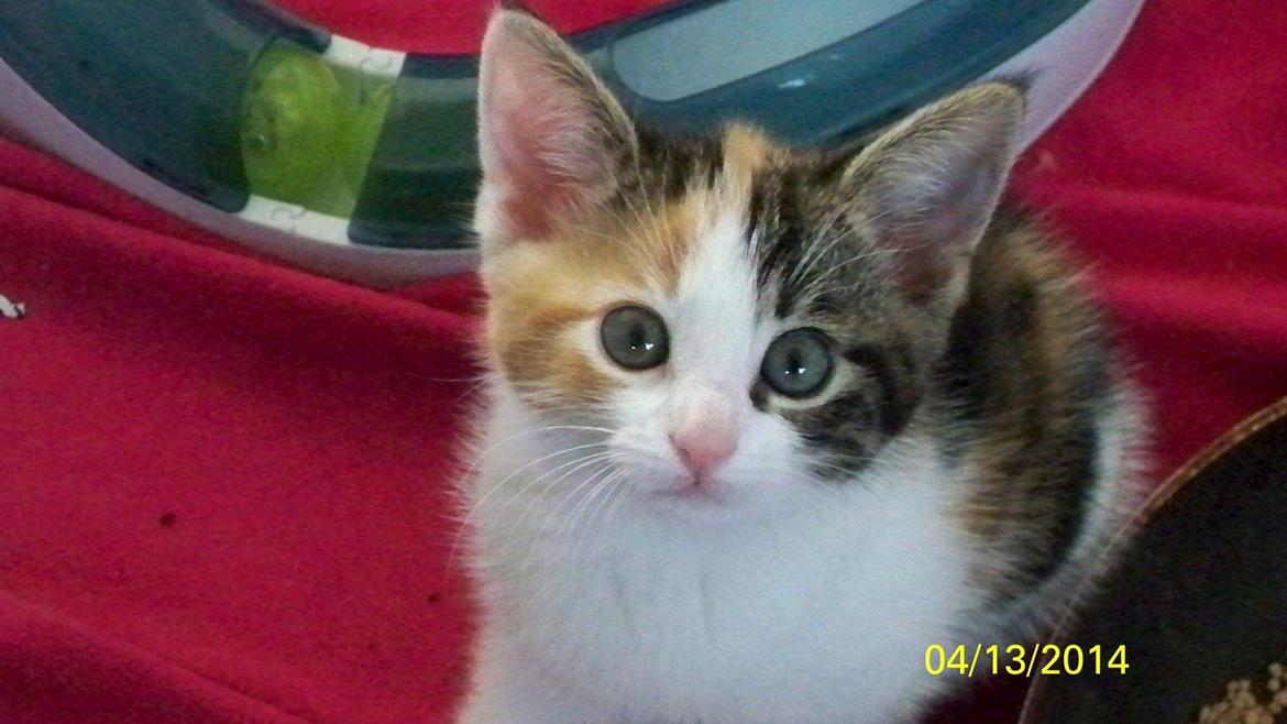 Blanding af racer Blue billede 41