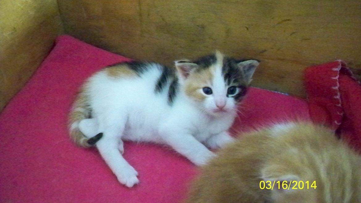 Blanding af racer Blue billede 42