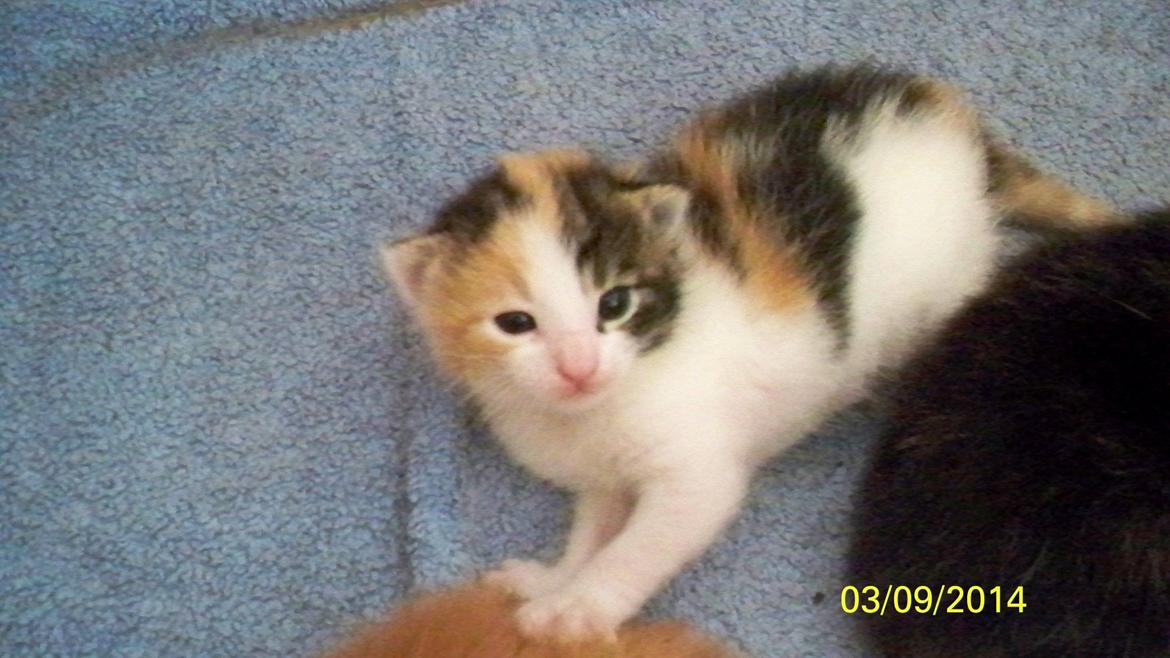 Blanding af racer Blue billede 43