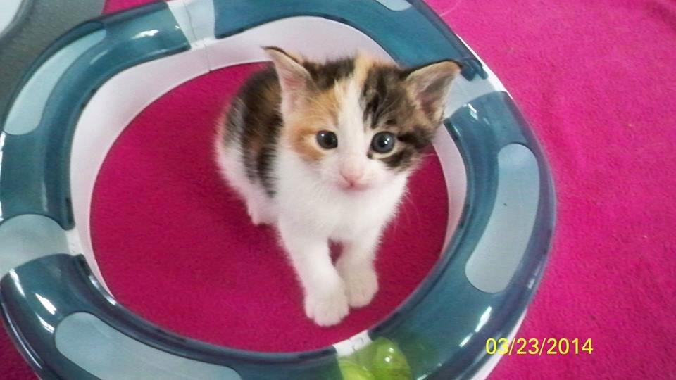 Blanding af racer Blue billede 44